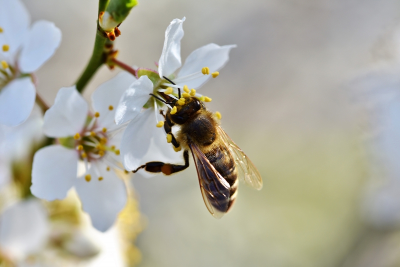 jardinerie-GONFARON-min_bee-4092986